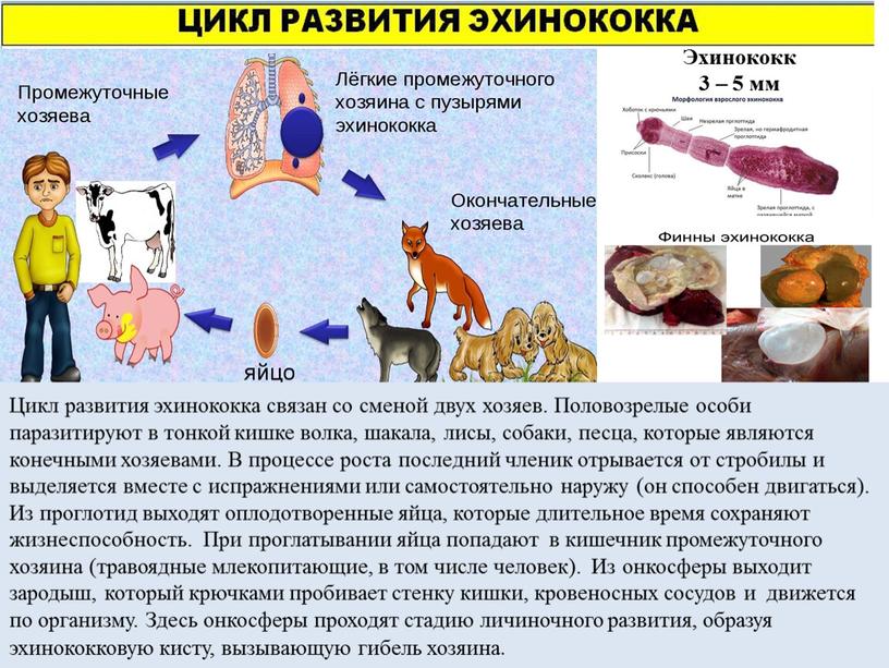 Эхинококк 3 – 5 мм Цикл развития эхинококка связан со сменой двух хозяев