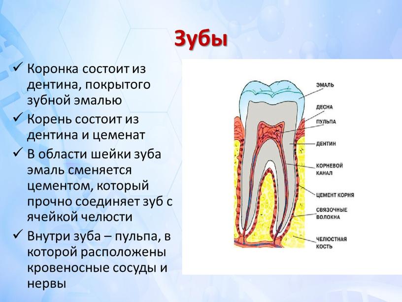 Зубы Коронка состоит из дентина, покрытого зубной эмалью