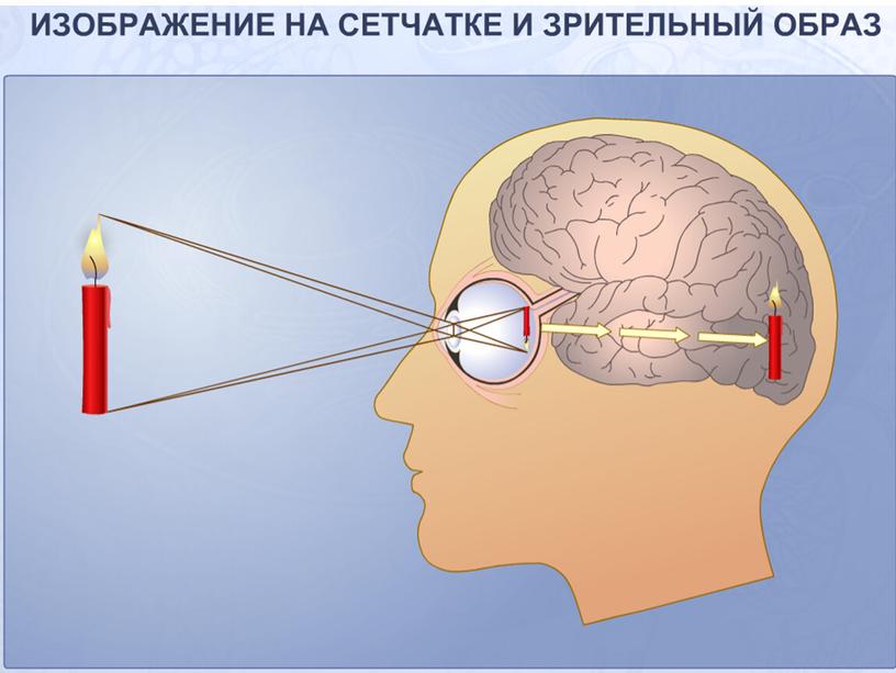 Презентация по биологии 8 класс "Зрительный анализатор"