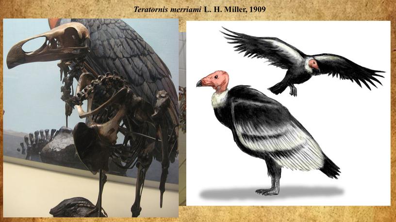 Teratornis merriami L. H. Miller, 1909