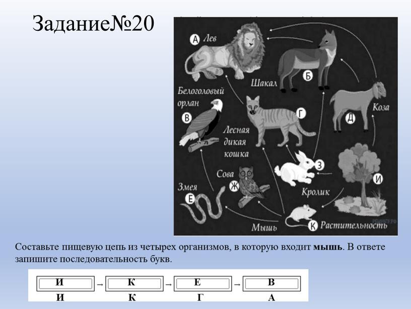 Задание№20 Составьте пищевую цепь из четырех организмов, в которую входит мышь