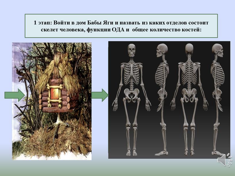 Войти в дом Бабы Яги и назвать из каких отделов состоит скелет человека, функции