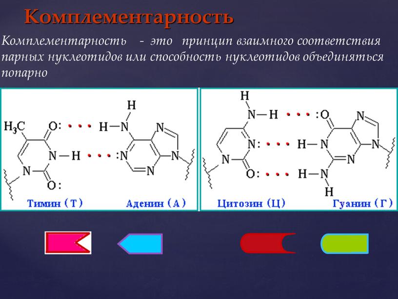 Комплементарность Комплементарность - это принцип взаимного соответствия парных нуклеотидов или способность нуклеотидов объединяться попарно