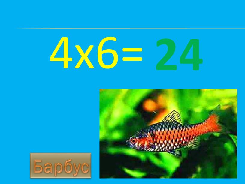 4х6= 24 Барбус