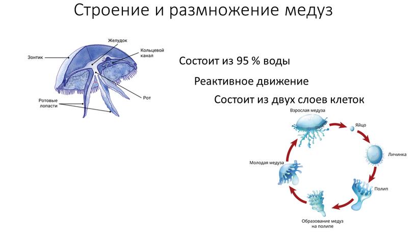 Строение и размножение медуз Состоит из 95 % воды