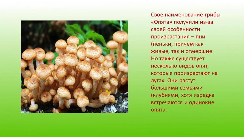 Свое наименование грибы «Опята» получили из-за своей особенности произрастания – пни (пеньки, причем как живые, так и отмершие