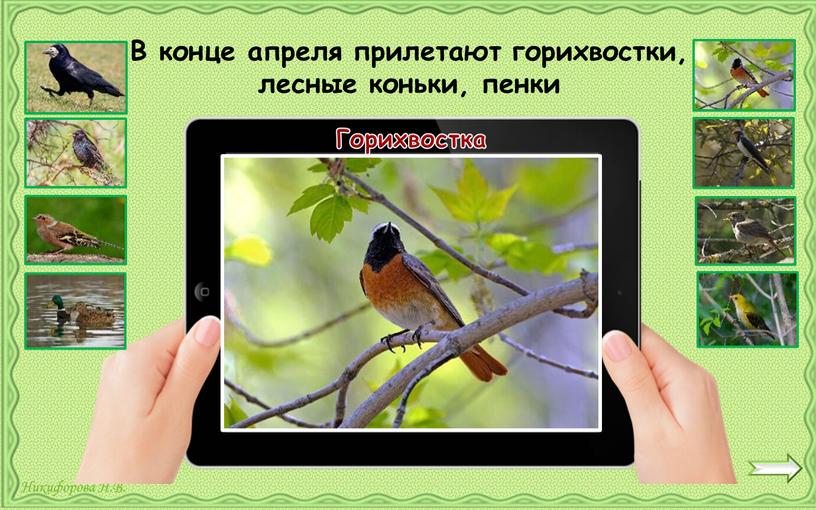 Горихвостка В конце апреля прилетают горихвостки, лесные коньки, пенки