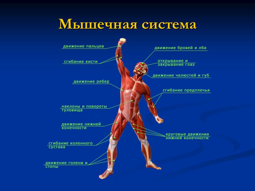 Мышечная система