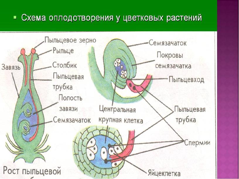 Опыление