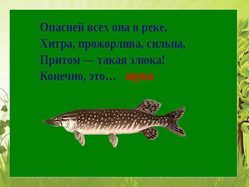 Презентация по окружающему миру 1 класс. "Как живут животные?"