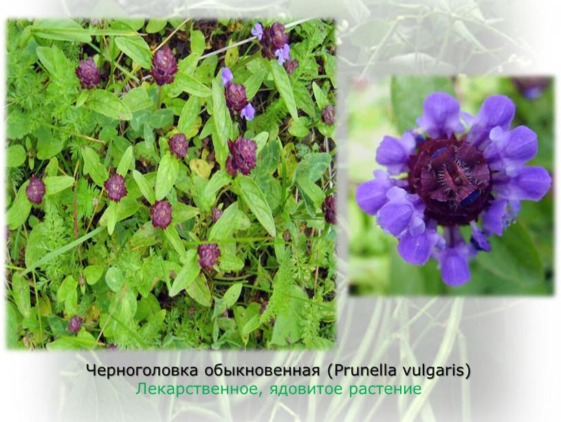 Черноголовка обыкновенная (Prunella vulgaris)