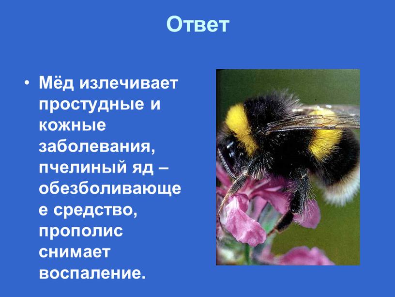 Ответ Мёд излечивает простудные и кожные заболевания, пчелиный яд – обезболивающее средство, прополис снимает воспаление