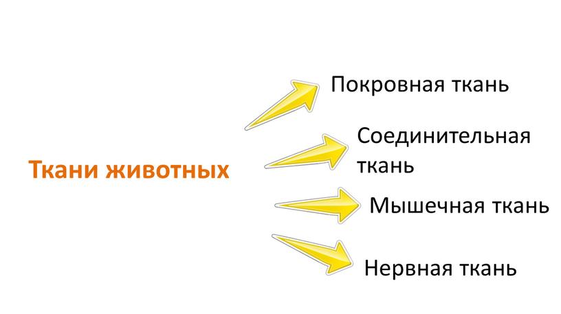 Ткани животных Покровная ткань