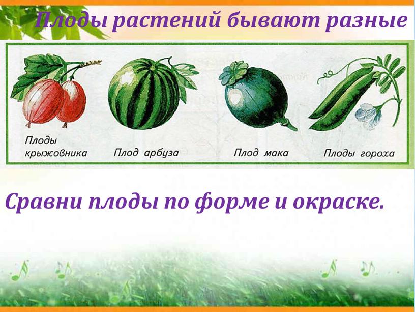 Плоды растений бывают разные Сравни плоды по форме и окраске