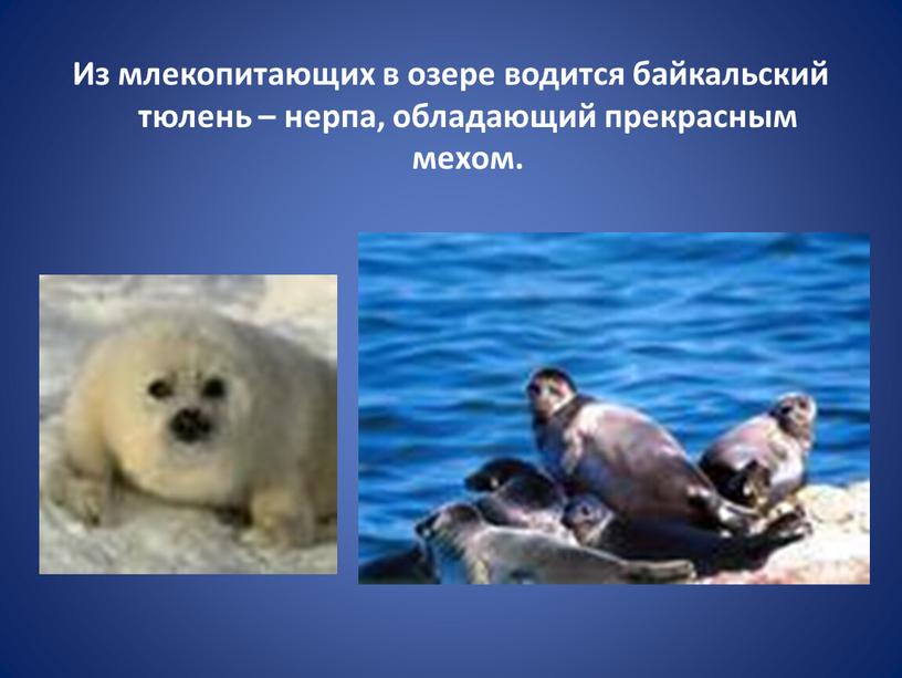 Из млекопитающих в озере водится байкальский тюлень – нерпа, обладающий прекрасным мехом