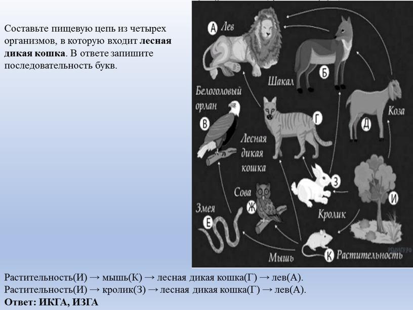 Составьте пищевую цепь из четырех организмов, в которую входит лесная дикая кошка