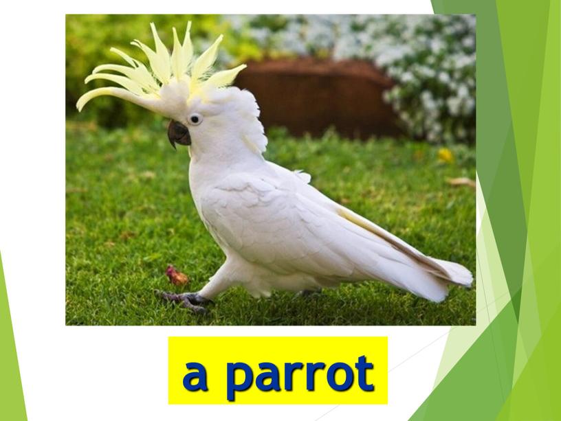 a parrot