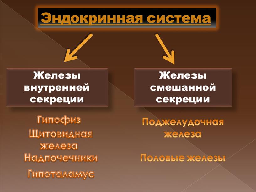 Железы внутренней секреции Эндокринная система