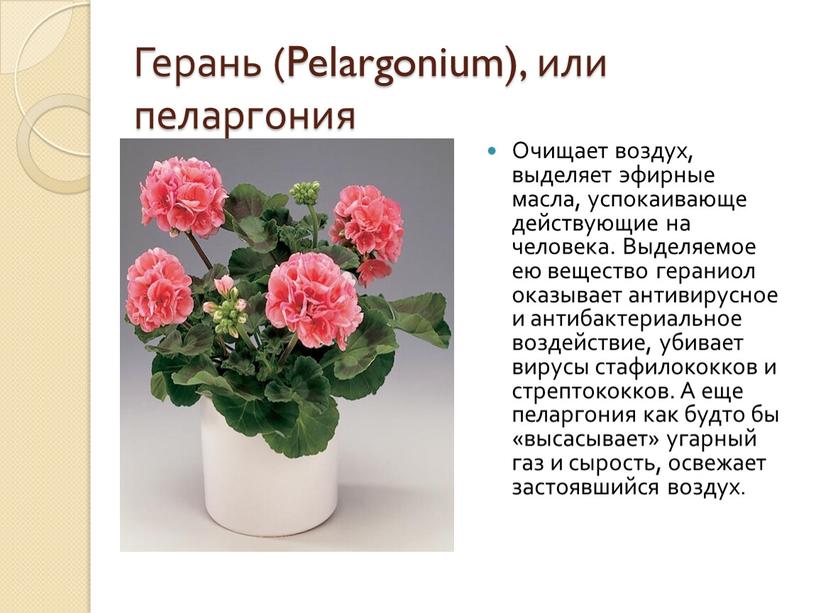 Герань (Pelargonium), или пеларгония