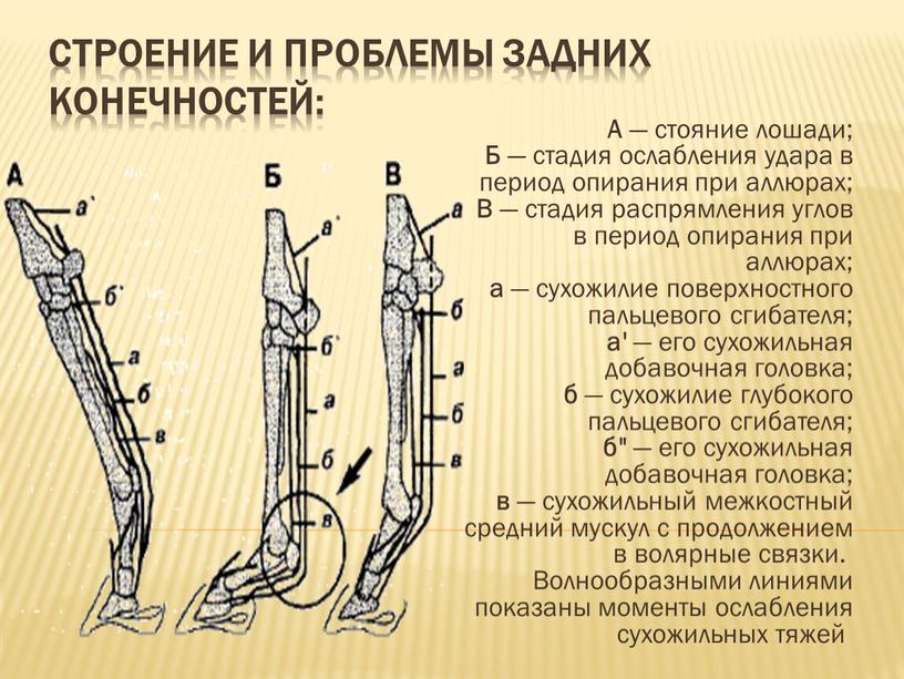 Строение и проблемы задних конечностей: