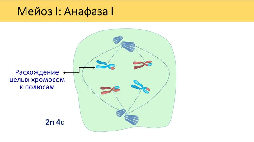 Мейоз I: Анафаза I Расхождение целых хромосом к полюсам 2n 4c