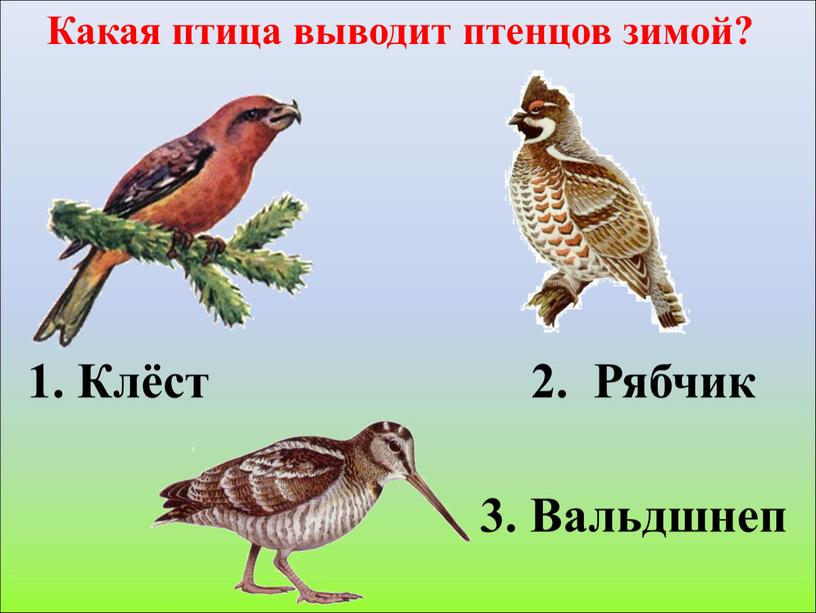 Какая птица выводит птенцов зимой? 2