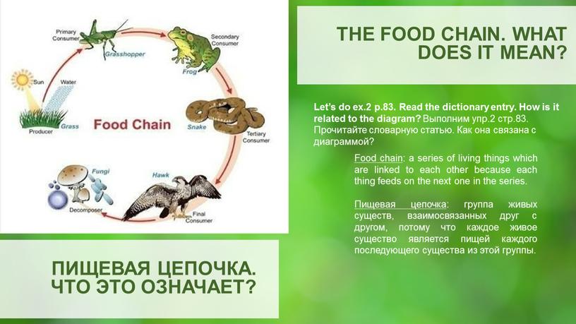 THE FOOD CHAIN. WHAT DOES IT MEAN?