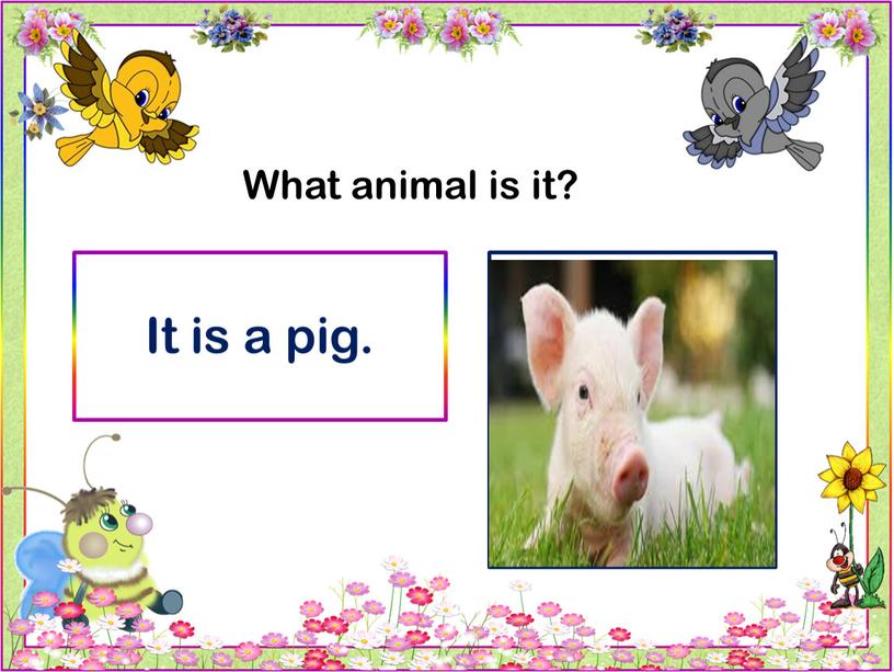 What animal is it? It is a pig