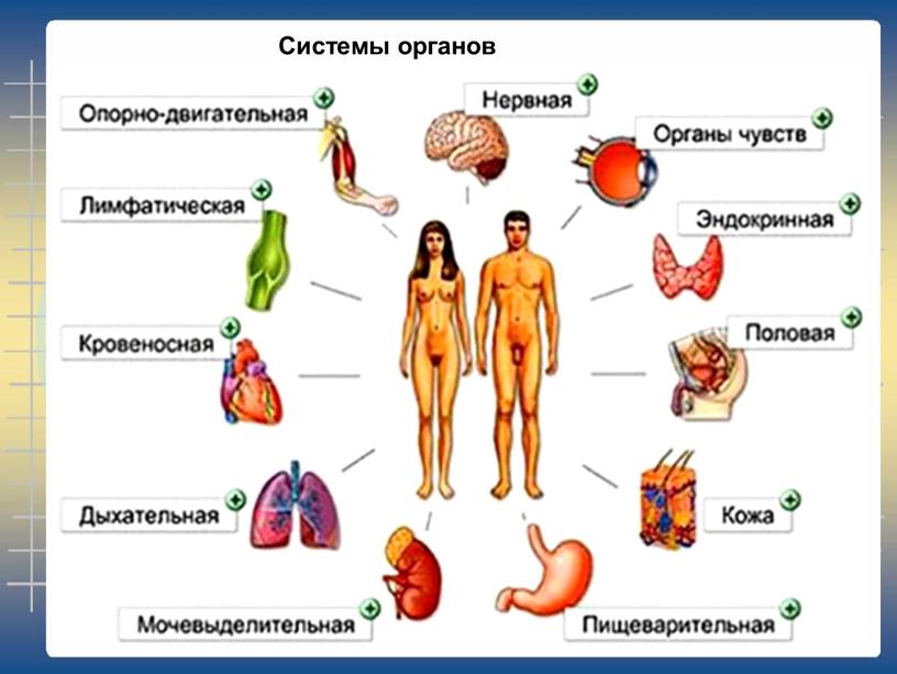 Системы органов