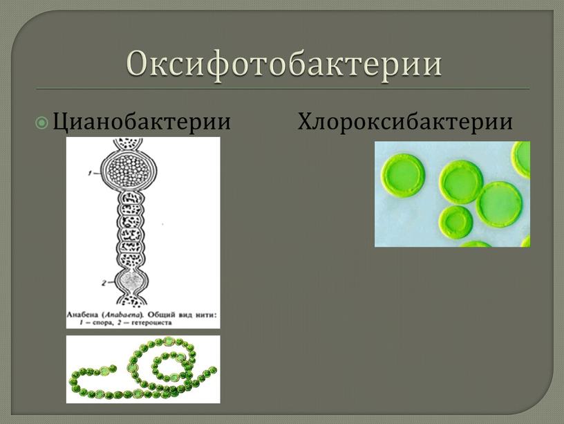 Оксифотобактерии Цианобактерии