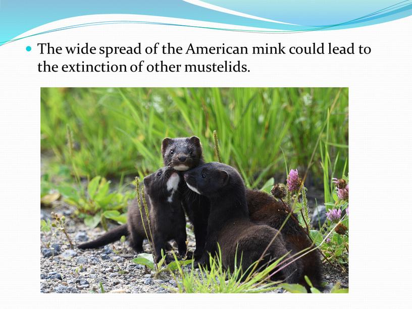 The wide spread of the American mink could lead to the extinction of other mustelids