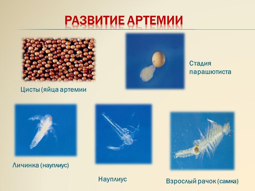 Развитие артемии Цисты (яйца артемии