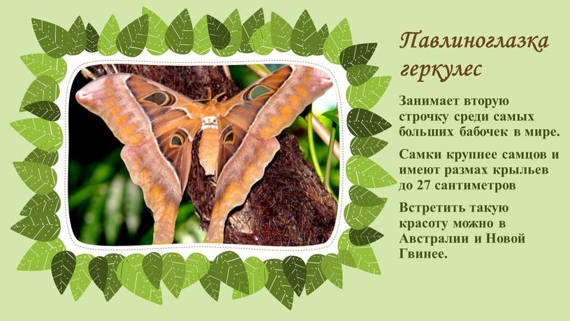 Павлиноглазка геркулес Занимает вторую строчку среди самых больших бабочек в мире