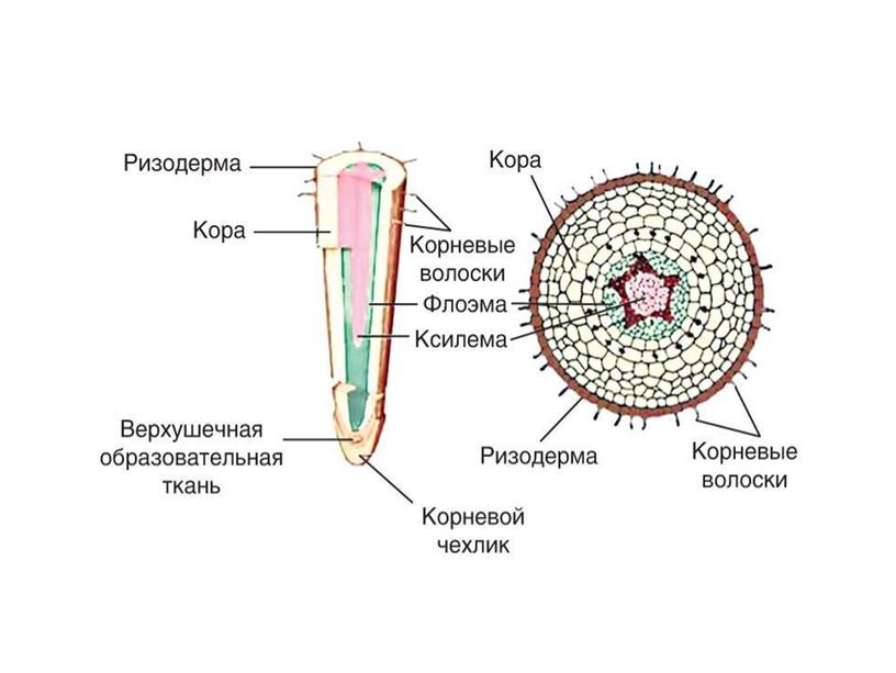 Презентация "Виды корней и типы корневых систем"