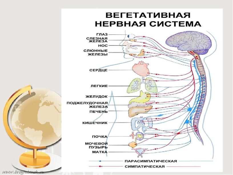 Кости и мышцы нижней конечности.