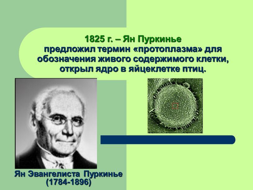 Ян Пуркинье предложил термин «протоплазма» для обозначения живого содержимого клетки, открыл ядро в яйцеклетке птиц
