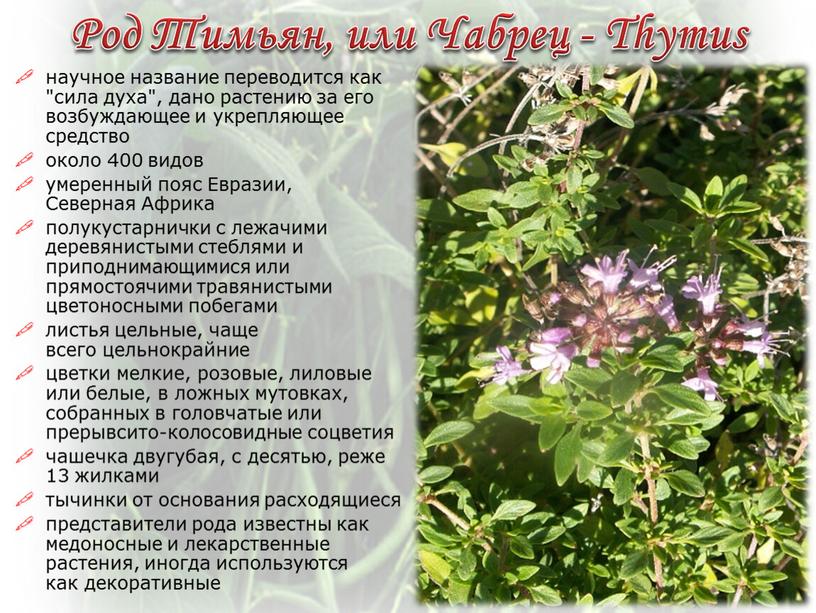Род Тимьян, или Чабрец - Thymus научное название переводится как "сила духа", дано растению за его возбуждающее и укрепляющее средство около 400 видов умеренный пояс