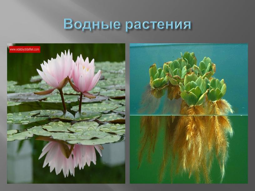 Водные растения