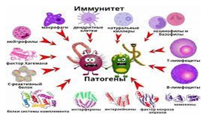 Презентация к уроку биологии в 8 классе по теме "Иммунитет"