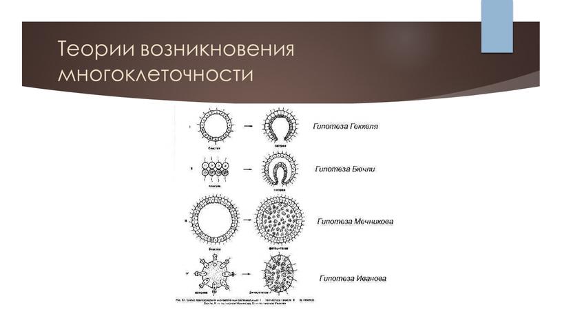 Теории возникновения многоклеточности