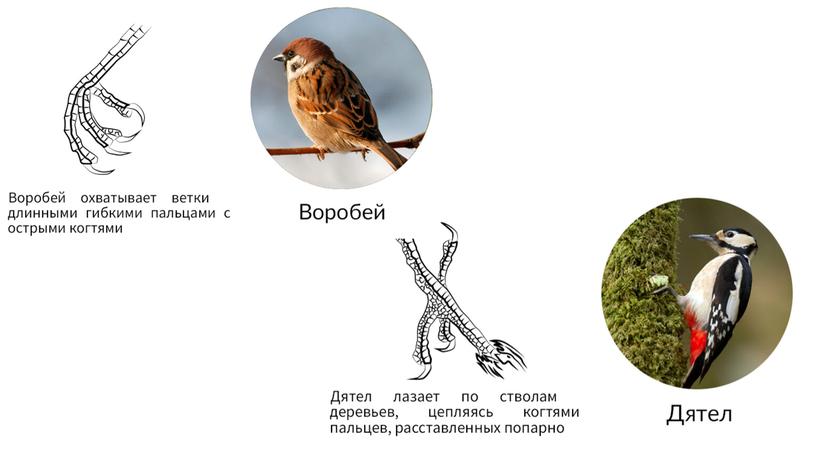 Приспособления птиц к полету: внешнее и внутреннее строение.