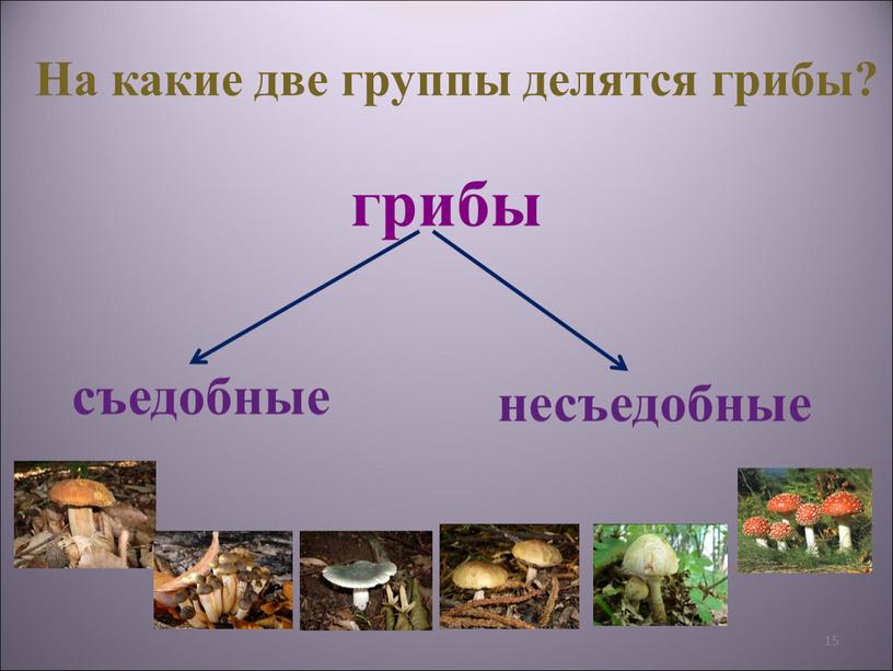 На какие две группы делятся грибы? грибы съедобные несъедобные 15