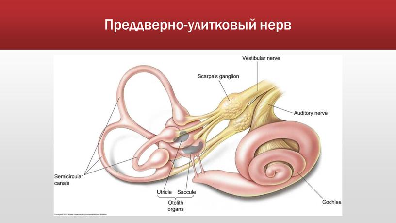 Преддверно-улитковый нерв