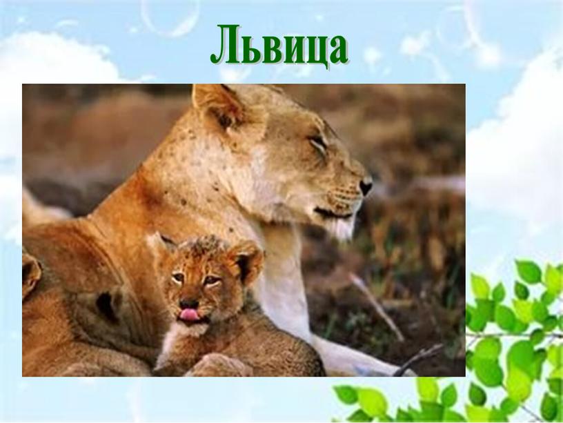 Львица