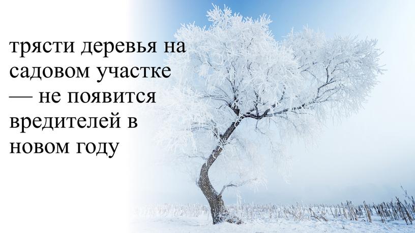 трясти деревья на садовом участке — не появится вредителей в новом году