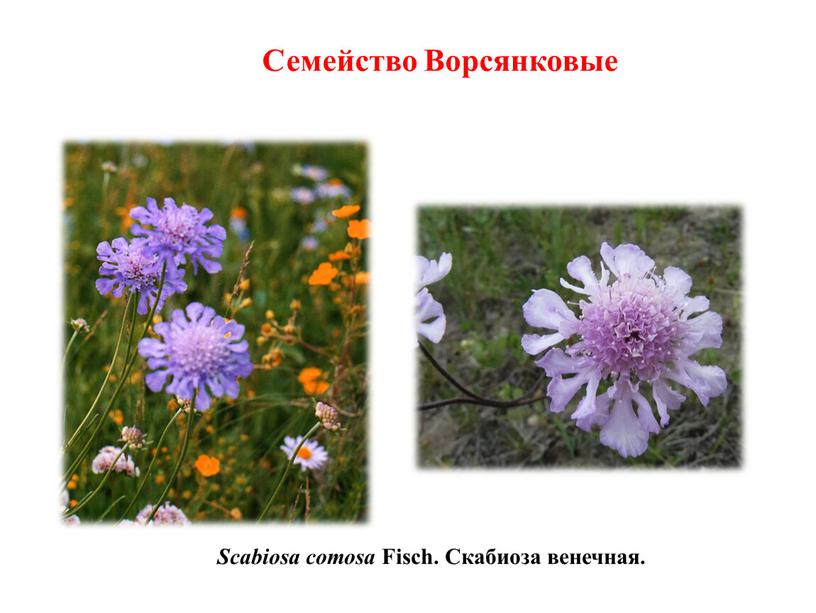 Scabiosa comosa Fisch. Скабиоза венечная