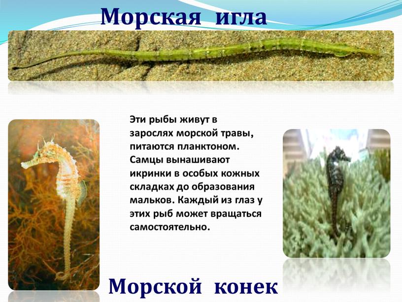 Морская игла Морской конек Эти рыбы живут в зарослях морской травы, питаются планктоном