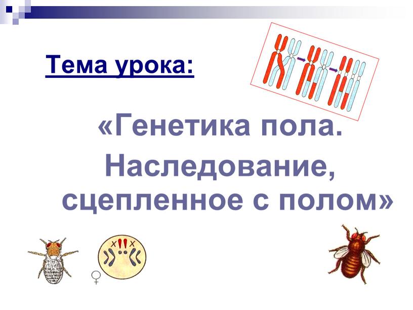 Тема урока: «Генетика пола. Наследование, сцепленное с полом»