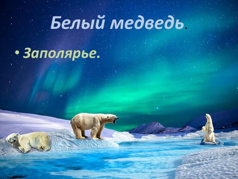 Белый медведь . Заполярье.