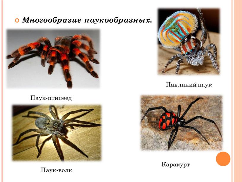 Многообразие паукообразных. Паук-птицеед